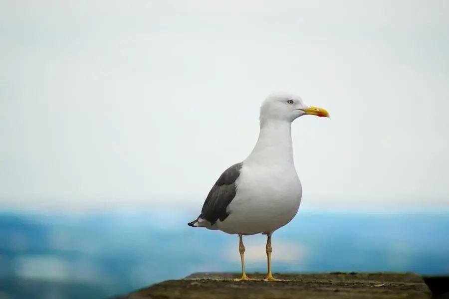 Immagine simbolo (Unsplash)