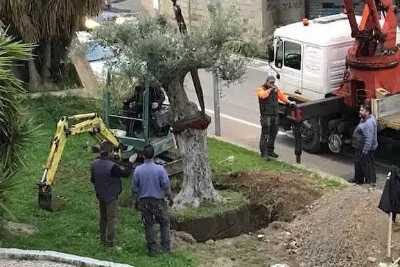 Uno degli ulivi