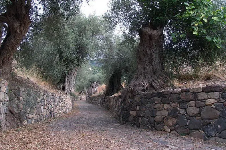 Ulivi secolari a Genuri