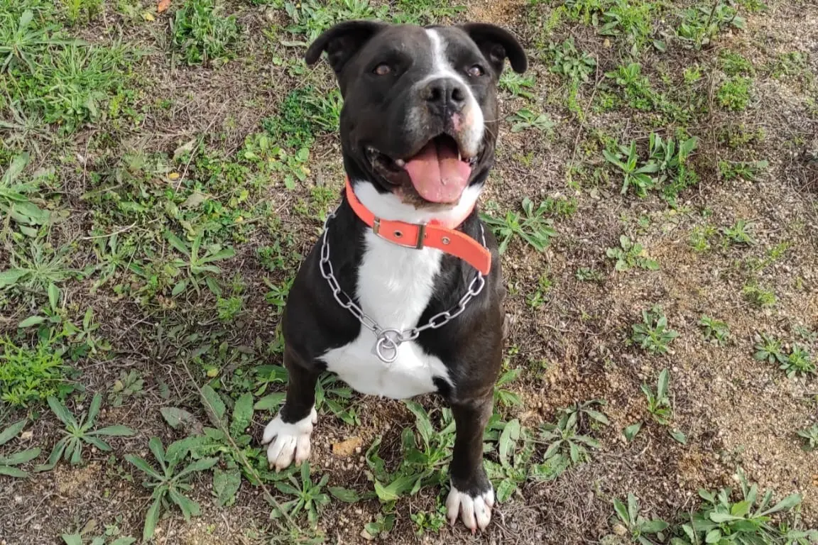 Krishna, il pitbull che ha scoperto la droga